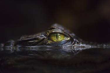 Hypnotic (Gaetano Cessati ) - Muzeo.com