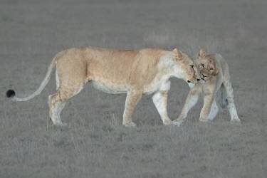 I love you, Mom ! (Sheila Xu) - Muzeo.com