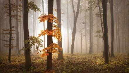 In November Light (Nicolas Schumacher) - Muzeo.com