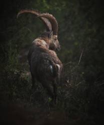 In the deep forest (Ales Krivec) - Muzeo.com