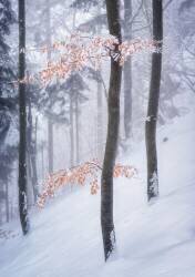 In the winter forest (Ales Krivec) - Muzeo.com