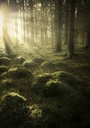 In the woods (Christian Lindsten) - Muzeo.com