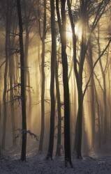 Into the Light (Lazar Ioan Ovidiu) - Muzeo.com