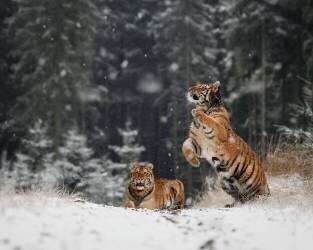 It is snowing (Michaela Firesova) - Muzeo.com