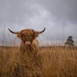 It wasn't me (Gert van den Bosch) - Muzeo.com