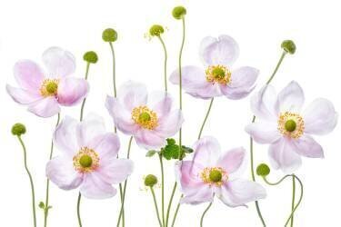 Japanese Anemones (Mandy Disher) - Muzeo.com