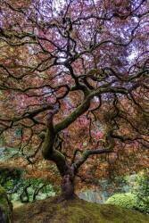Japanese Maple Tree (Mike Centioli ) - Muzeo.com