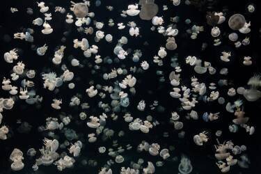 Just some Jellies (Sebastian  Graf) - Muzeo.com