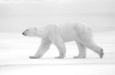 Just white (Marco Pozzi) - Muzeo.com