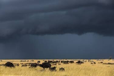 Kenya, Masai-Mara Reserve, African buffalo (Michel & Christine Denis-Huot) - Muzeo.com