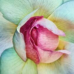 La vie en rose (Piet Flour) - Muzeo.com