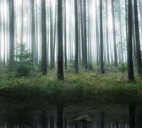 Lake in forest (Christian Lindsten) - Muzeo.com