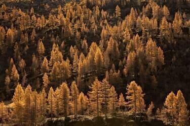 Larches in autumn (Michel Manzoni) - Muzeo.com