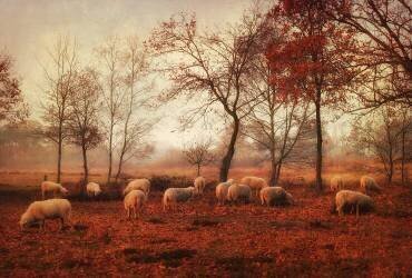 Last days of autumn (Ellen van Deelen) - Muzeo.com