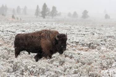 Late Fall Yellowstone (Alfred Forns) - Muzeo.com