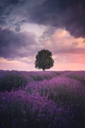 Lavender Fields, Isparta (Cuma Cevik) - Muzeo.com