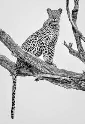 Leopard Portrait - Mono Var (Rob Darby) - Muzeo.com