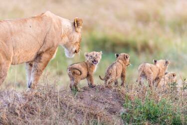 Let's Go Mom (Ted Taylor) - Muzeo.com