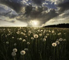 Lightbulbs (Christian Lindsten) - Muzeo.com