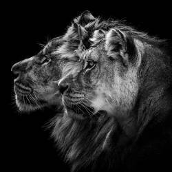 Lion and lioness portrait (Laurent Lothare Dambreville) - Muzeo.com