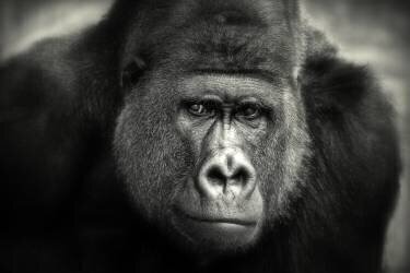 Little smile (Antje Wenner-Braun) - Muzeo.com