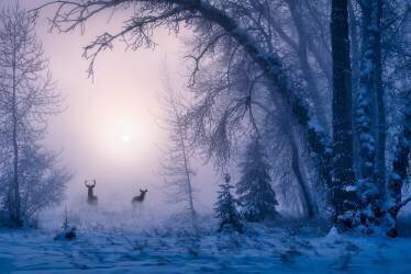 L'ombre du cerf de la brume du matin (Xiuyue) - Muzeo.com