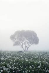 Lonely tree (Dmitry Doronin) - Muzeo.com