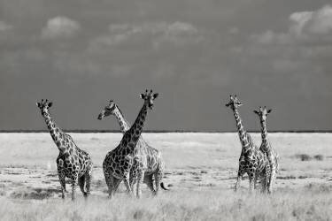 Look Girl Strange Animals (Mathilde Guillemot) - Muzeo.com