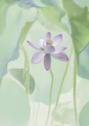 Lotus Flower (Binbin Lu) - Muzeo.com