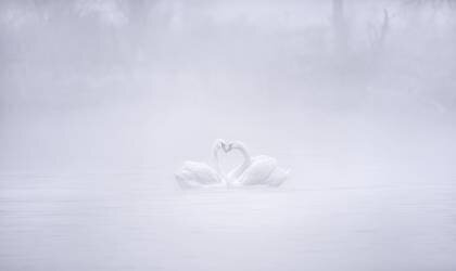 Love in the foggy morning (Joan Zhang) - Muzeo.com