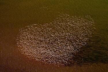 Love of Flamingoes (Peter Hudson) - Muzeo.com
