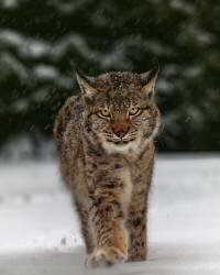 Meet the lynx (Michaela Firesova) - Muzeo.com