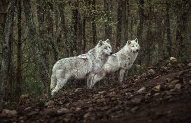 Meeting with white Wolves (Ronan Siri) - Muzeo.com