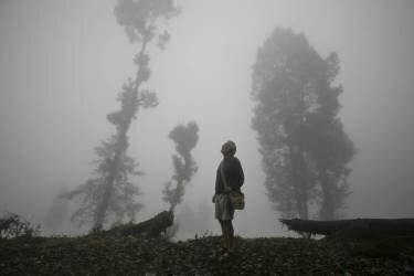 Mist and trees, Darjeeling, West Bengal, India (Timothy Allen) - Muzeo.com
