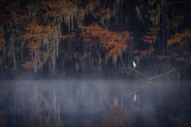 Misty Morning (Michael Zheng) - Muzeo.com