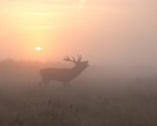 Misty Morning Stag (Greg Morgan) - Muzeo.com