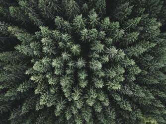 Moody forest from above (Christian Lindsten) - Muzeo.com