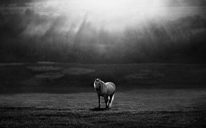 Morning appearance (Peter Svoboda MQEP) - Muzeo.com