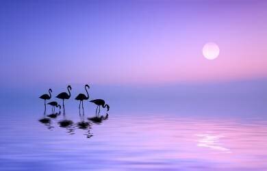 Morning Flamingo (Bess Hamiti) - Muzeo.com