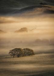 Morning Fog (Michael Zheng) - Muzeo.com