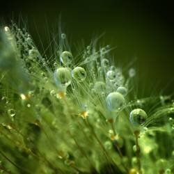 Morning Perls (Norbert Maier) - Muzeo.com