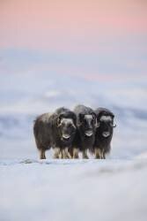 Muskox (Roberto Marchegiani) - Muzeo.com