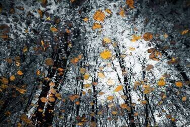Mysterious death of nature (Florentin Vinogradof) - Muzeo.com
