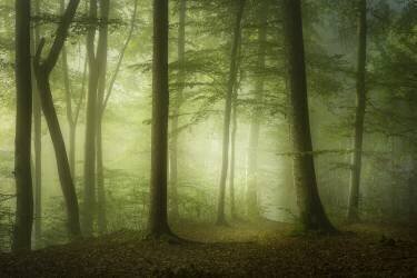 Mysterious Spring Morning (Norbert Maier) - Muzeo.com