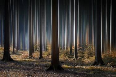 Mystic Wood (Carsten Meyerdierks) - Muzeo.com