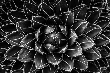 Natural math (Monica Valentina Patrascoiu) - Muzeo.com