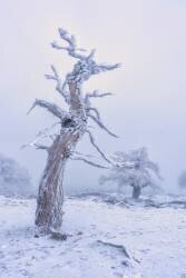 Nieve en el sur de EspaApa (Emilio Pino) - Muzeo.com