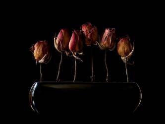Night garden (Jeffrey Hummel ) - Muzeo.com