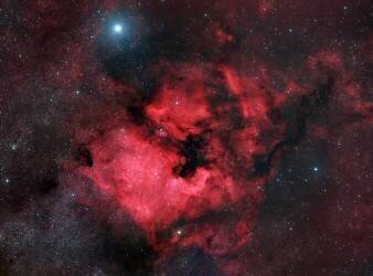 North American Nebula (Vikas Chander) - Muzeo.com