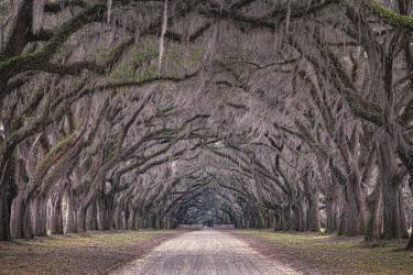 Oaks avenue (Marco Tagliarino) - Muzeo.com
